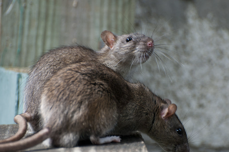 五种常见老鼠灭除方法，哪种更适合你家？